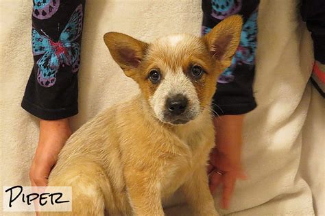 Ever wonder how old your dog is in human years? 8 Week Old Purebred Australian Cattle Dog (heeler) Puppies ...