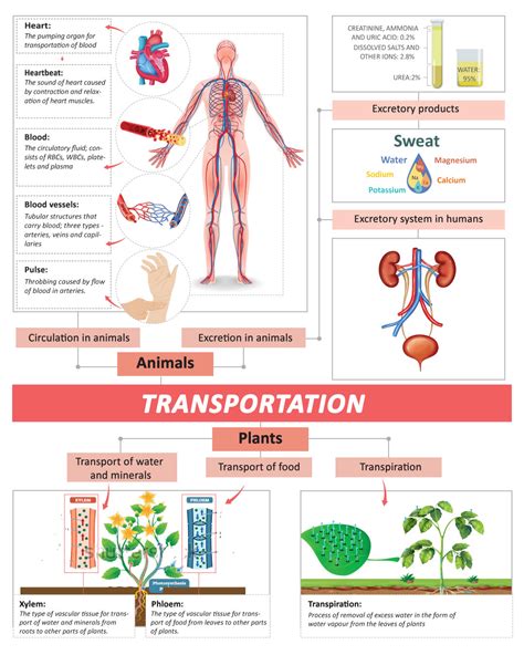 Transportation In Human Beings Circulatory System Blood Vessels Heart