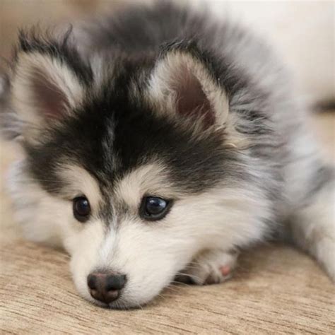 10 Most Popular Images Of Baby Huskies Full Hd 1080p For Pc Background 2024