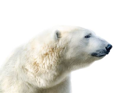 Majestic Polar Bear Profile Stock Photos Free And Royalty Free Stock