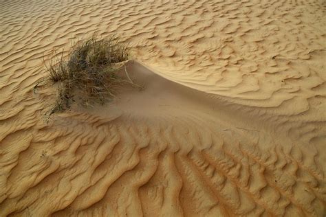 Desert Vegetation 1 Sharqiya Sands Pictures Oman In Global