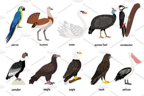 Big Set Of Different Birds Different Birds Birds Wordpress Theme
