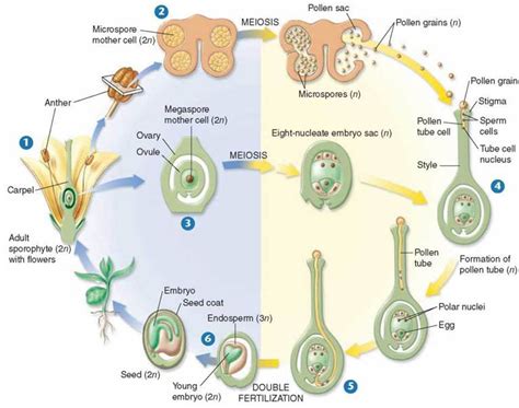 In Which Plants Life Cycle Does Double Fertilization Occur Plants Fa