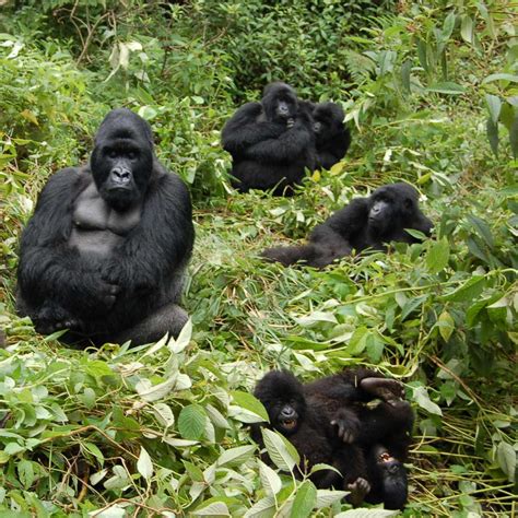 Protecting Mountain Gorillas By Empowering People Discovery Magazine