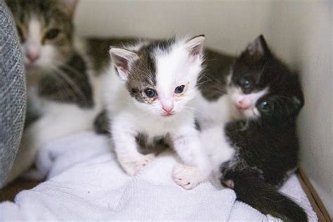 Animal Rescue League Caring For More Than 75 Cats And Kittens From 3