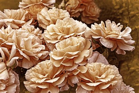 Dusty Peach Rose Flower Garden Photograph By Jennie Marie Schell Fine