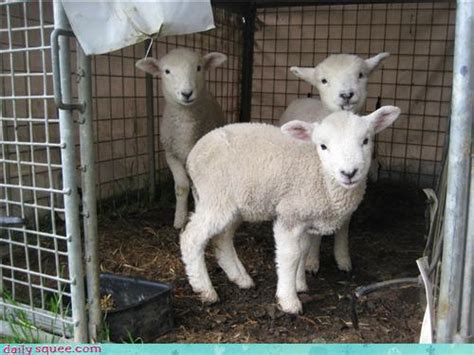 Three Little Sheep Daily Squee Cute Animals Cute Baby Animals
