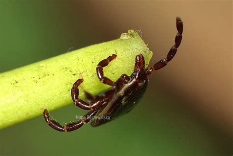 Tick Amblyomma Ovale Koch 1844 Acari Ixodidae Male Flickr