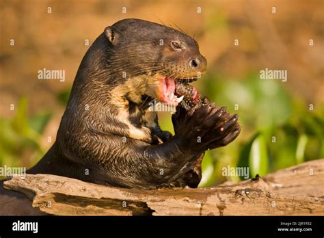 Giant Otter Pteronura Brasiliensis Eating Fish Stock Photo Alamy