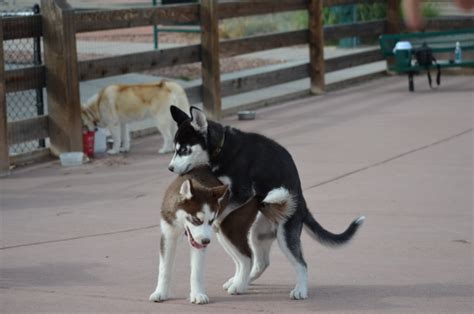 Tell us your thoughts by leaving a comment below. Mini Husky Meet Up 8/27/2011