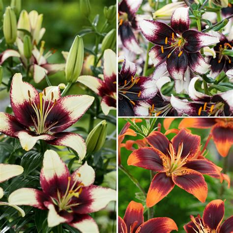 Lilium Asiatic Tango Collection Garden Express
