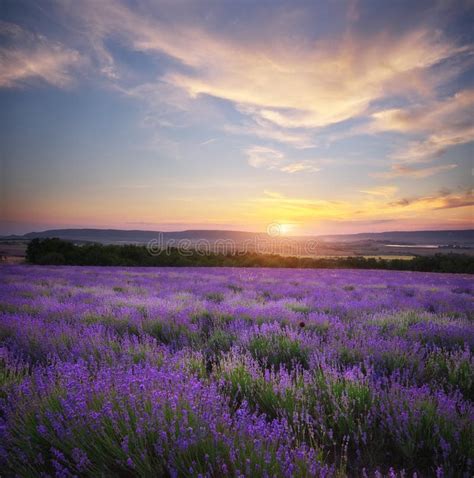 Meadow Of Lavender At Sunset Stock Photo Image Of Hill Lavender