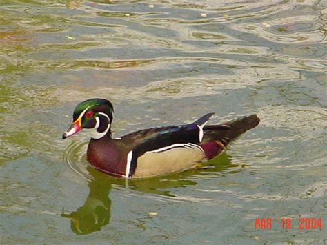 Wood Duck At The Zoo Dfw Urban Wildlife