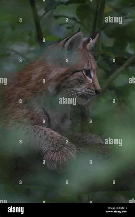 Eurasian Lynx Eurasischer Luchs Lynx Lynx Young Cub Sitting