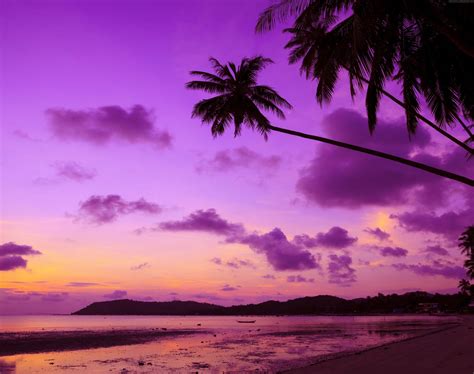Purple Palm Tree Sunset 4k Ultra Hd Wallpaper Background Image