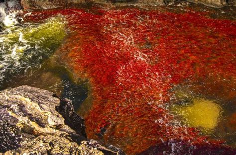 Dios Nos Ha Prodigado No Solo Caño Cristales Sino Bellezas Naturales