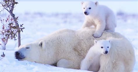 Twin Polar Bear Babies Adore Their Mommy So Much You Can Feel Their Love