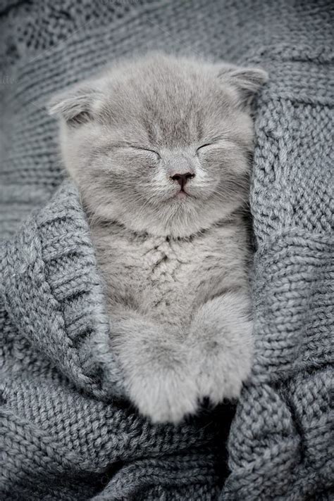 Cute Little Kitten Cute Fluffy Kittens Cute Little Kittens Baby Cats
