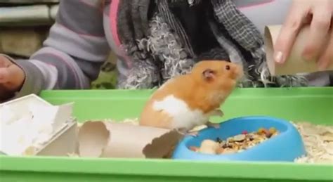 Hamster Rises From The Dead In England The Hollywood Gossip
