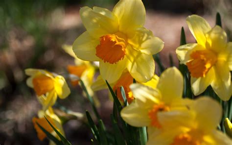 Flowers Daffodils Yellow Spring Sunny Wallpaper 1920x1200 22959