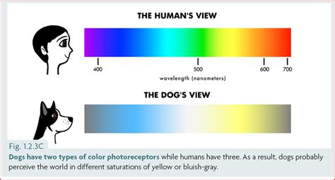 The Dogs Color Vision And What It Means For Our Training Ethology