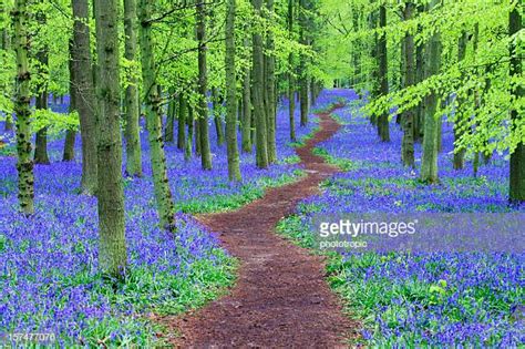 Bluebell Stock Pictures Royalty Free Photos And Images