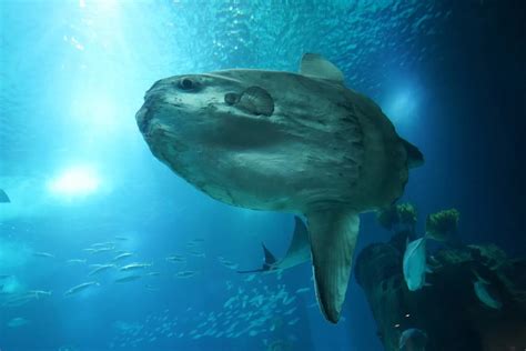 Sun Fish Fun And Interesting Facts Information