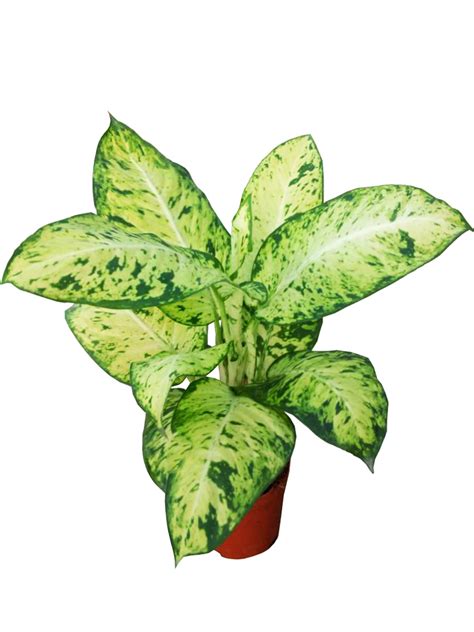 Dieffenbachia Sublimeblue Sea Natural Live Plantlets China Young
