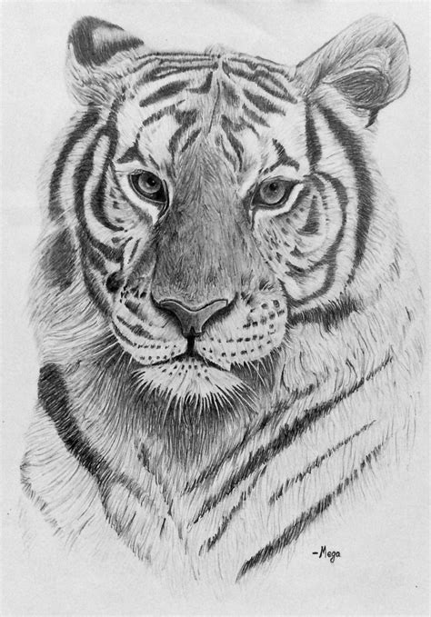 Aggregate Realistic Pencil Tiger Drawing Best Nhadathoangha Vn