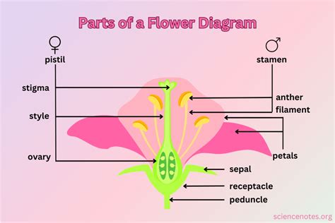 Parts Of A Flower Diagram And Functions