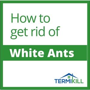 Spraying straight vinegar can damage many household surfaces over time, so it's best to mix it with an equal amount of water. How To Get Rid Of White Ants | DIY White Ants Treatment & Control