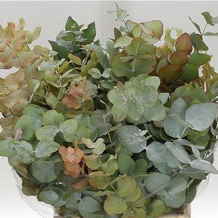 Orders below £60.00 will incur a £10.00 low order fee and orders below £30.00 will incur £15.00 (low order & handling fee). EUCALYPTUS STUARTIANA AUTUMN is available at wholesale ...
