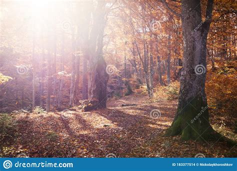 Autumn Forest Nature Vivid Morning In Forest With Sun Rays Through