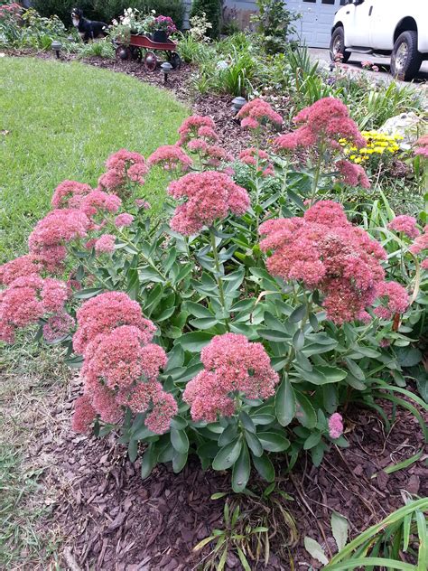 Autumn Joy Sedum One Of Many In My Yard Every Gardenbed Needs These