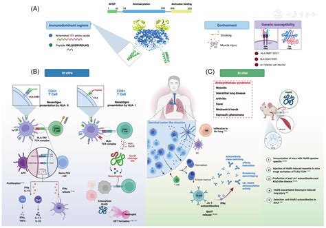 Anti Jo1 Autoantibodies From Clinic To The Bench Rheumatology