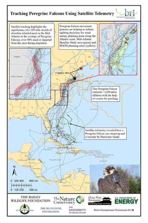Movement Studies Studying Migrant Raptors Along The Atlantic Flyway