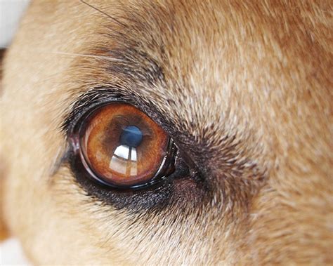 Canine Cataracts A Nonsurgical Solution Looms On Horizon