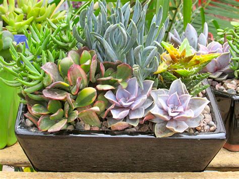 Succulents Succulents In Ceramic Planter At Nursery Houst Flickr