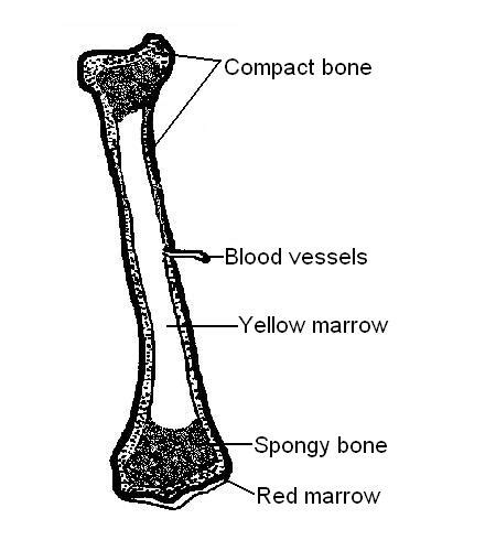 Labelled Long Bone