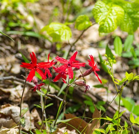 Group Of Fire Pink Wildflowers Silene Virginica Stock Photo Image Of