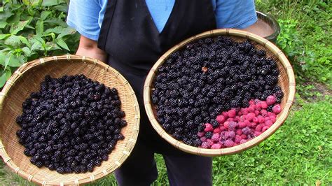 Wild Berry Picking — Foraging And Feasting