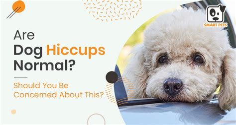 Are Dog Hiccups Normal Should You Be Concerned About This