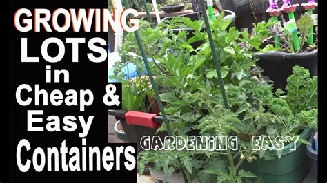 Container Gardening Easy Growing Food Healthly Onions