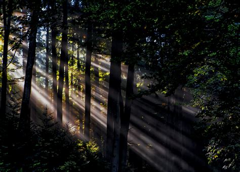 Free Images Tree Nature Forest Light Night Sunlight Morning