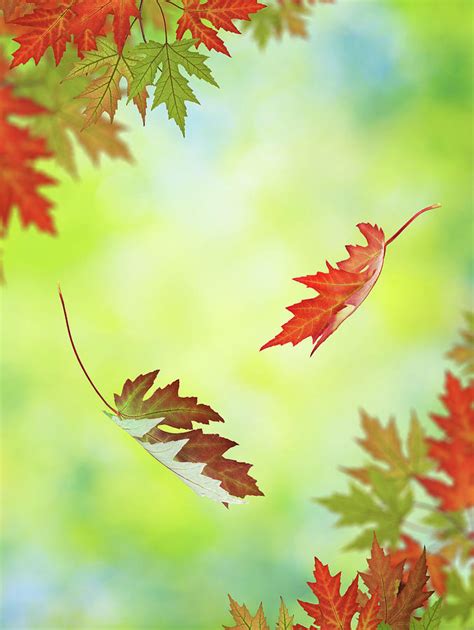 Falling Autumn Leaves Photograph By Borchee Pixels