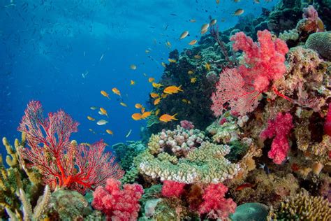 10 Beautiful Coral Reefs Around The World