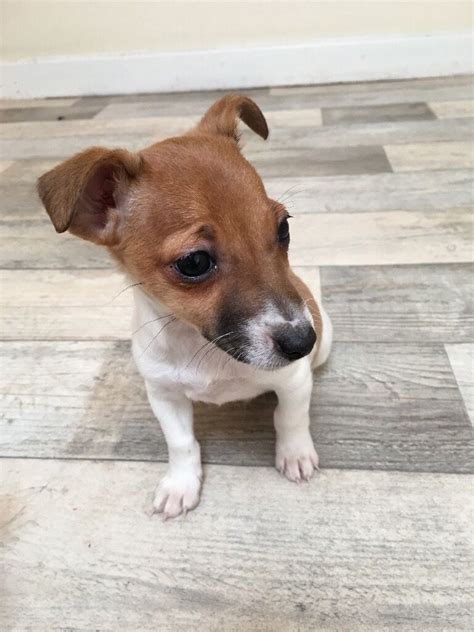 Miniature Jack Russell Terrier Photos All Recommendation