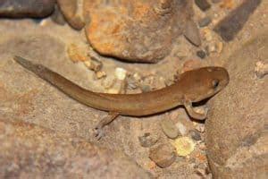 Types Of Salamanders In California Pictures The Critter Hideout