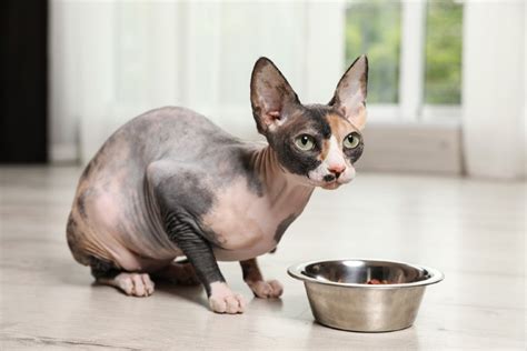 Sphynx Cat Vaccine Reaction Jeniffer Stover