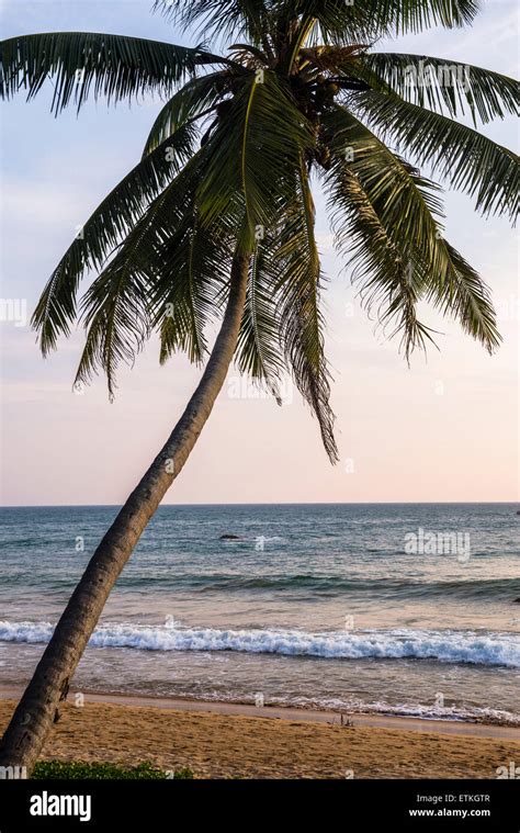 Tropical Palm Tree Mirissa Beach South Coast Of Sri Lanka Asia Stock